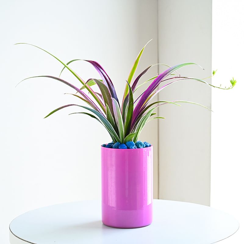 Charming Pink Spider Plant