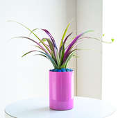 Charming Pink Spider Plant