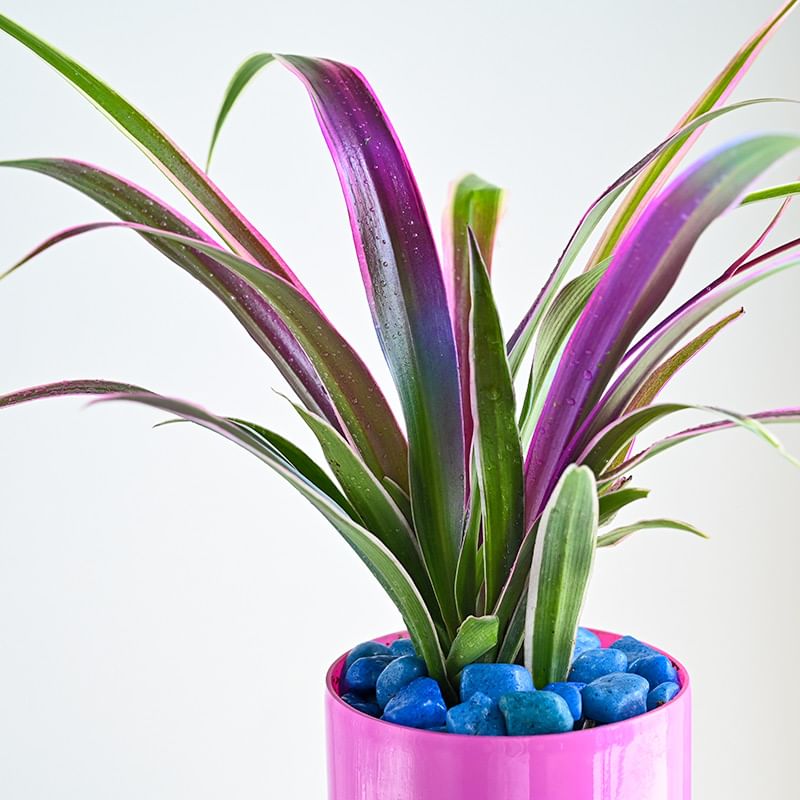 Charming Pink Spider Plant