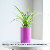 Spider Plant In Pink Vase