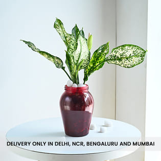 Aglaonema Plant In Red Matki Pot