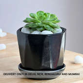 Echeveria Plant In Black Ceramic Pot