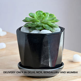 Echeveria Plant In Black Ceramic Pot