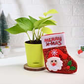 Money Plant In Green Pot With Christmas Sock