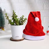 Jade Plant In White Pot With Santa Hat