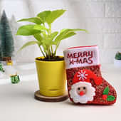 Money Plant In Yellow Pot With Christmas Socks