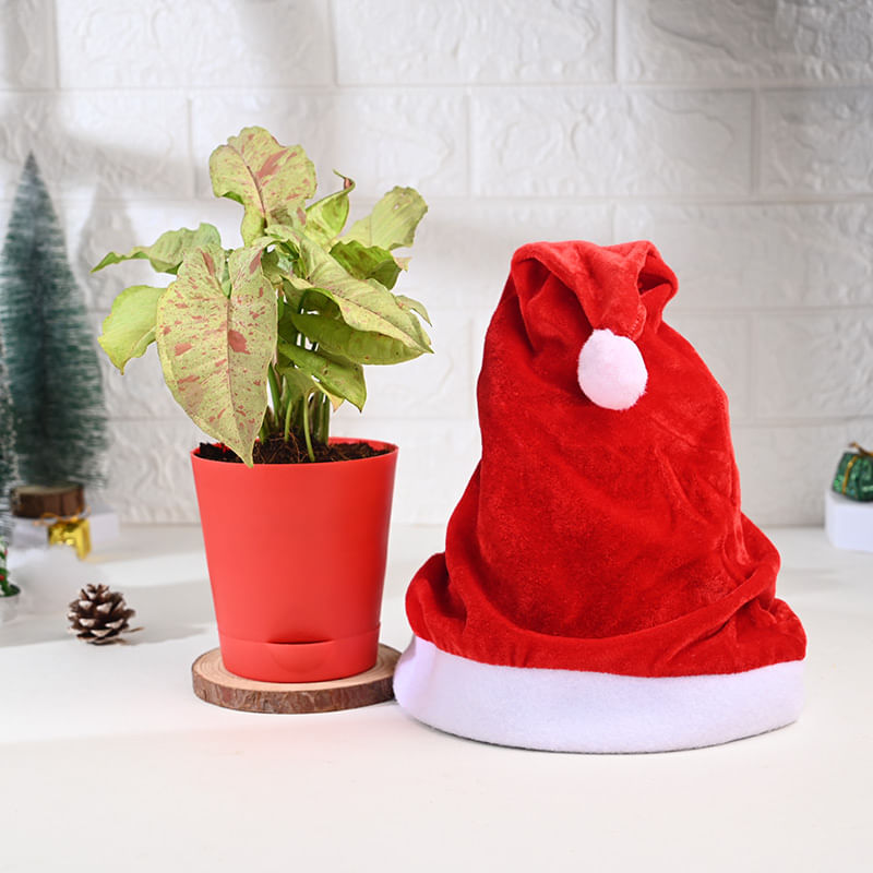 Syngonium Plant In Red Pot With Christmas Cap