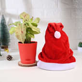 Syngonium Plant In Red Pot With Christmas Cap