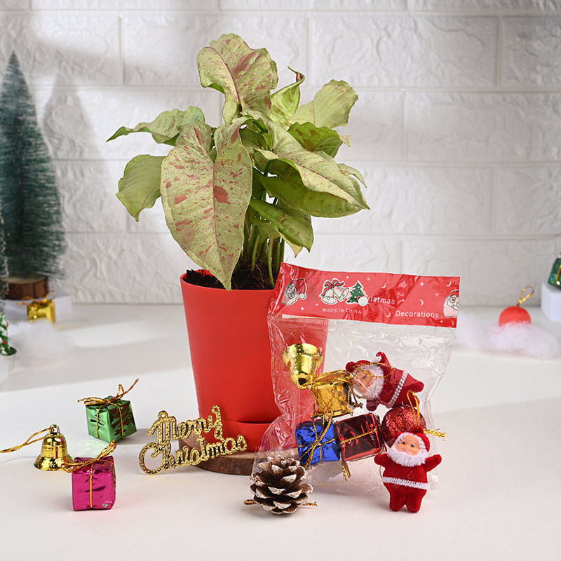 Syngonium Plant N Charming Merry Christmas Sock