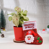 Syngonium Plant N Merry Christmas Socks