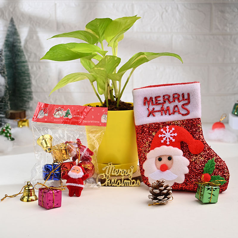 Money Plant With Chirstmas Socks N Tree Decors