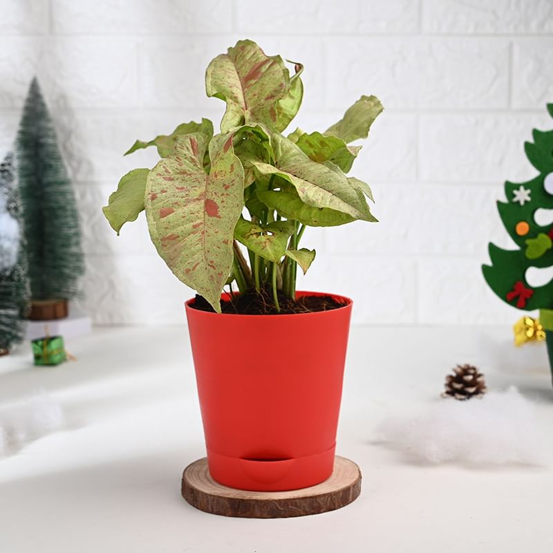 Product Image Video