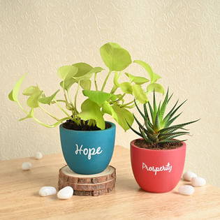 Motivating Desktop Plant Set
