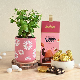 Sweet Pink Jade Plant N Chocolate Combo