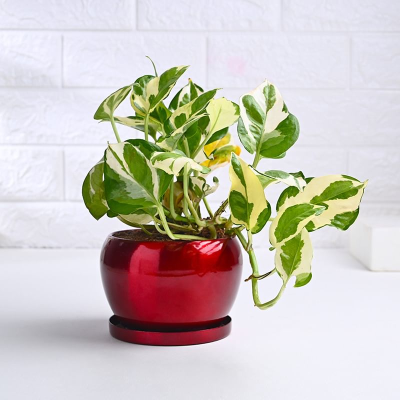 Product Image Video