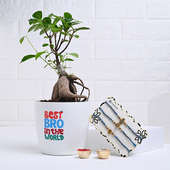 Divine Rakhi Trio With Ficus Bonsai Plant