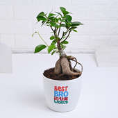 Ficus Bonsai Plant