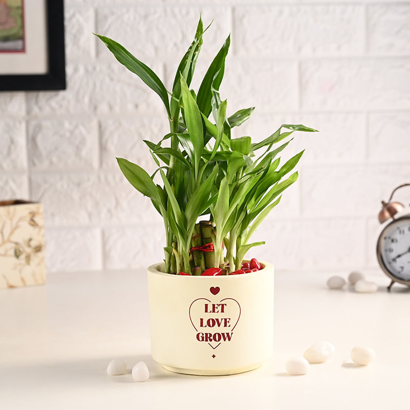 Stunning Lucky Bamboo In Elegant Teracotta Pot