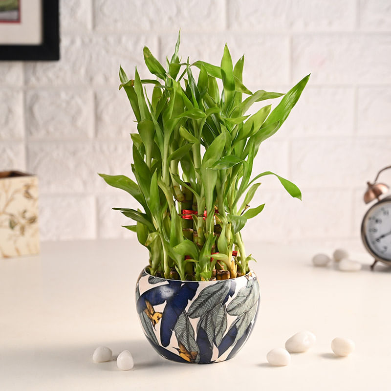 Elegant Lucky Bamboo In Stunning Metal Orchid Pot