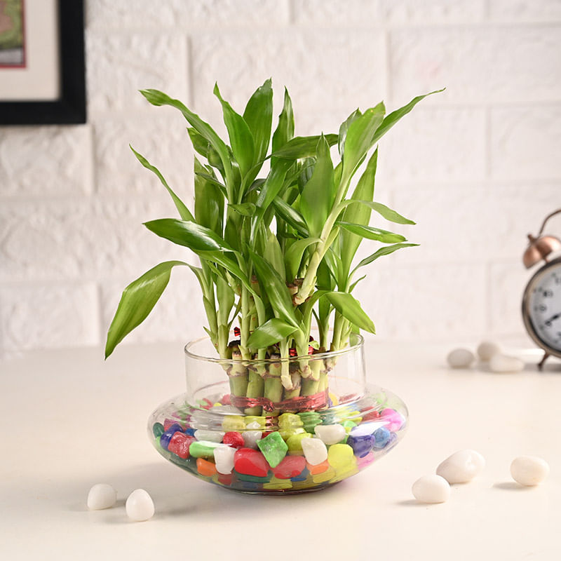 Vibrant Lucky Bamboo In Stylish Glass Vase