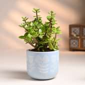 Jade Plant Online