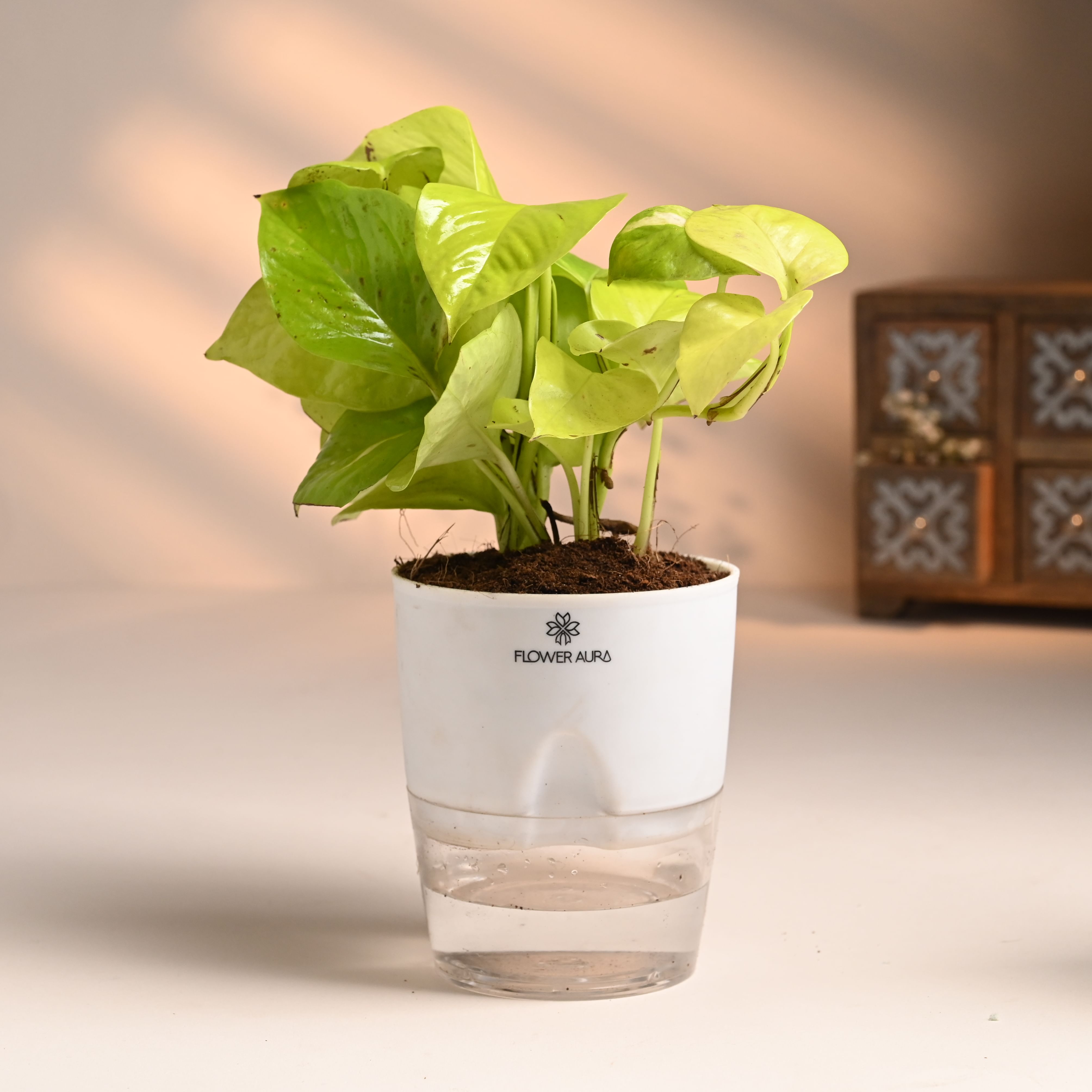 Buy Money and White Pothos Plant