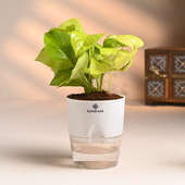 Money Plant In Self Watering White Pot Corp