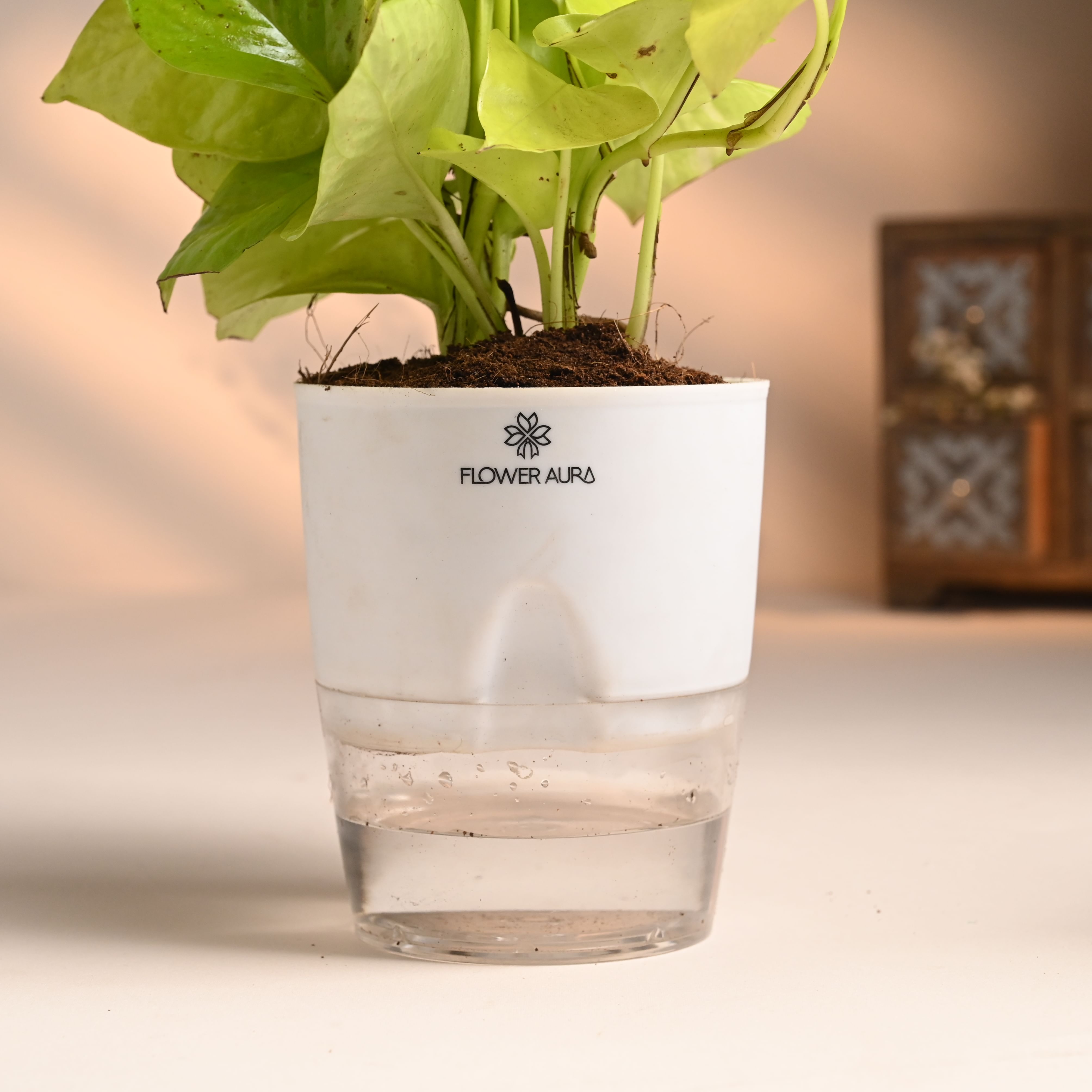 Buy Money and White Pothos Plant Online