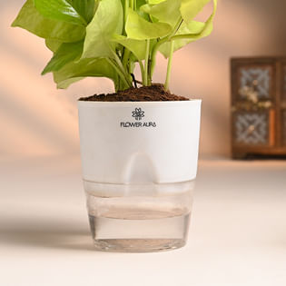 Money Plant Online