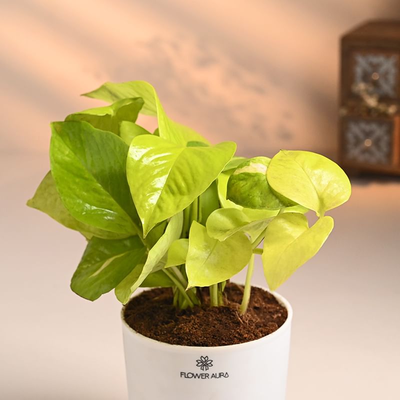 Shop Money Plant Online