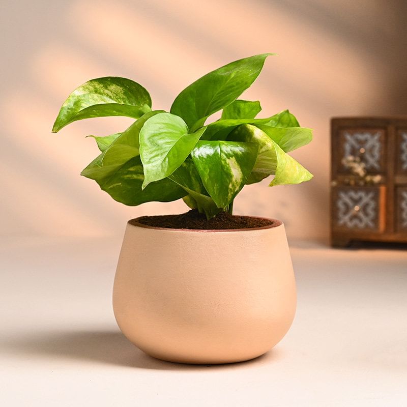 Money Plant In Terracotta Pot