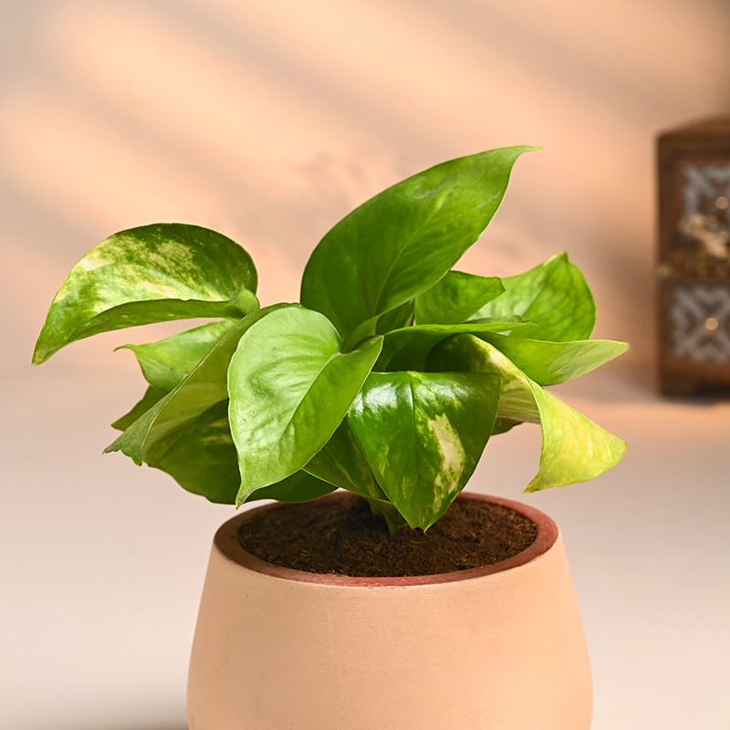 Buy Money Plant In Terracotta Pot