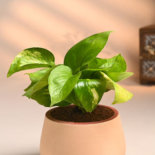 Buy Money Plant In Terracotta Pot