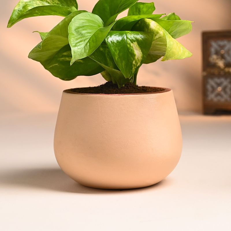 Buy Money Plant Online