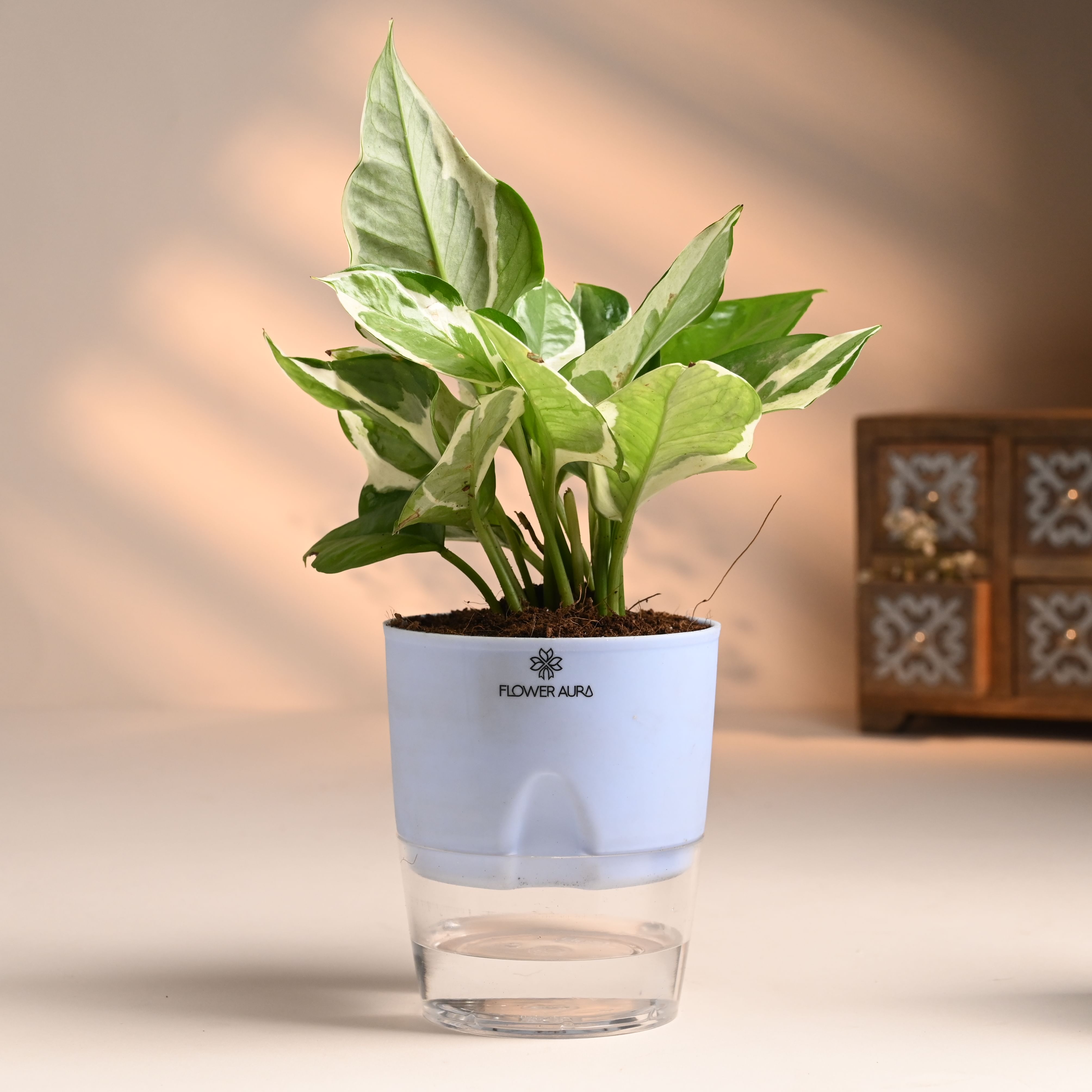 Shop Money and White Pothos Plant