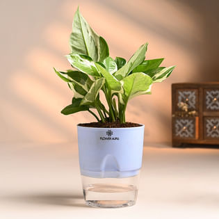 Ethereal White Pothos In Self Watering Pot