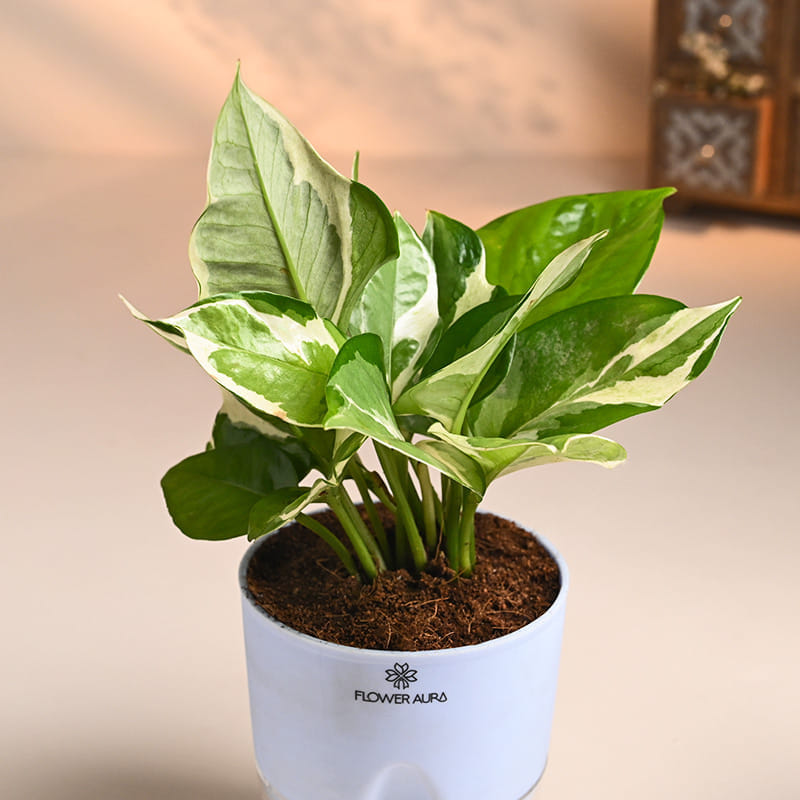 Product Image Video