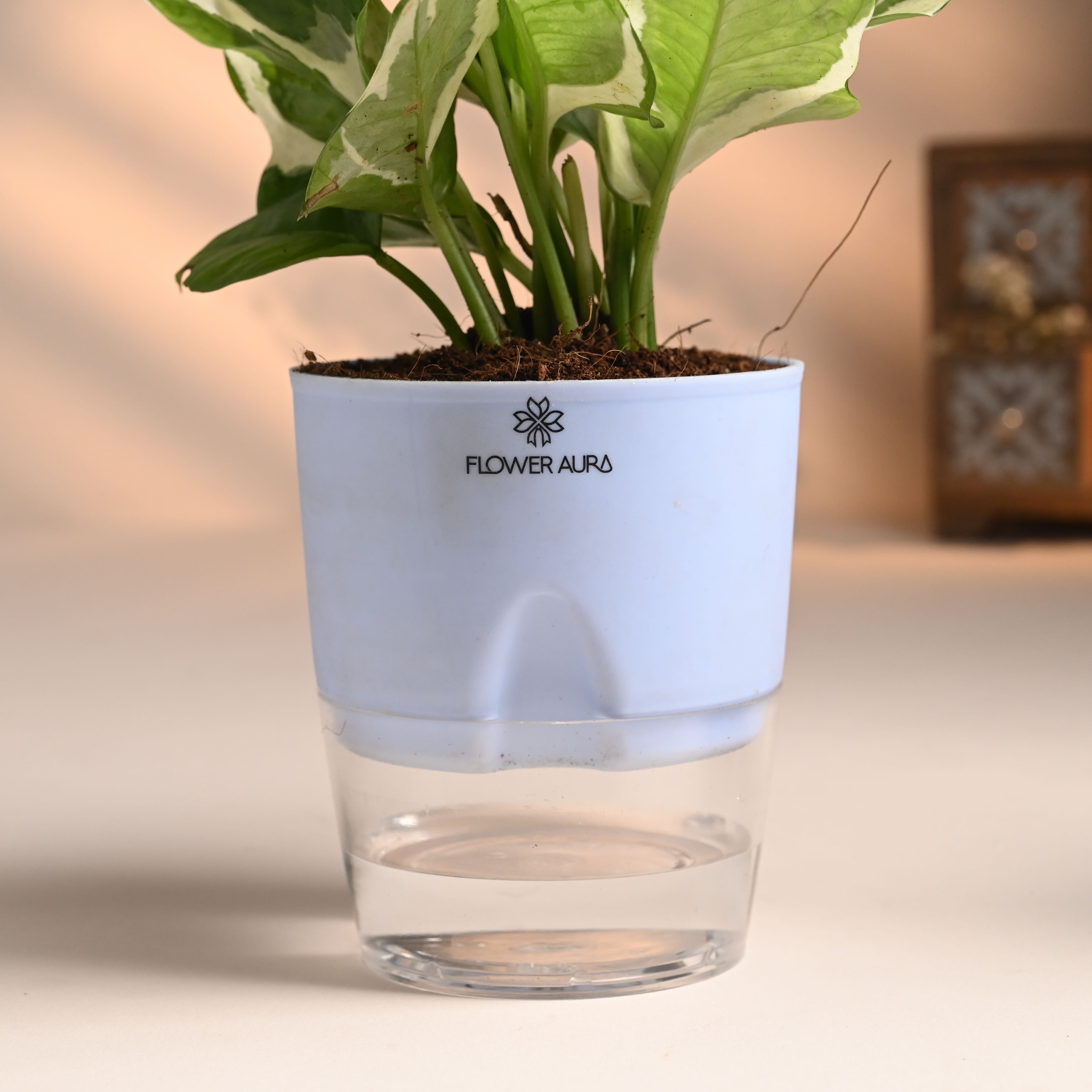 Shop Money and White Pothos Plant Online