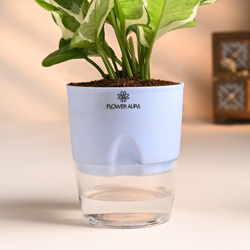 Product Image Video