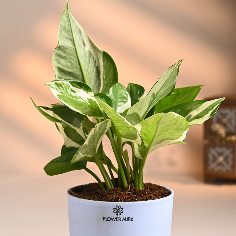 Product Image Video