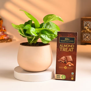 Joyful Money Plant N Chocolate Duo