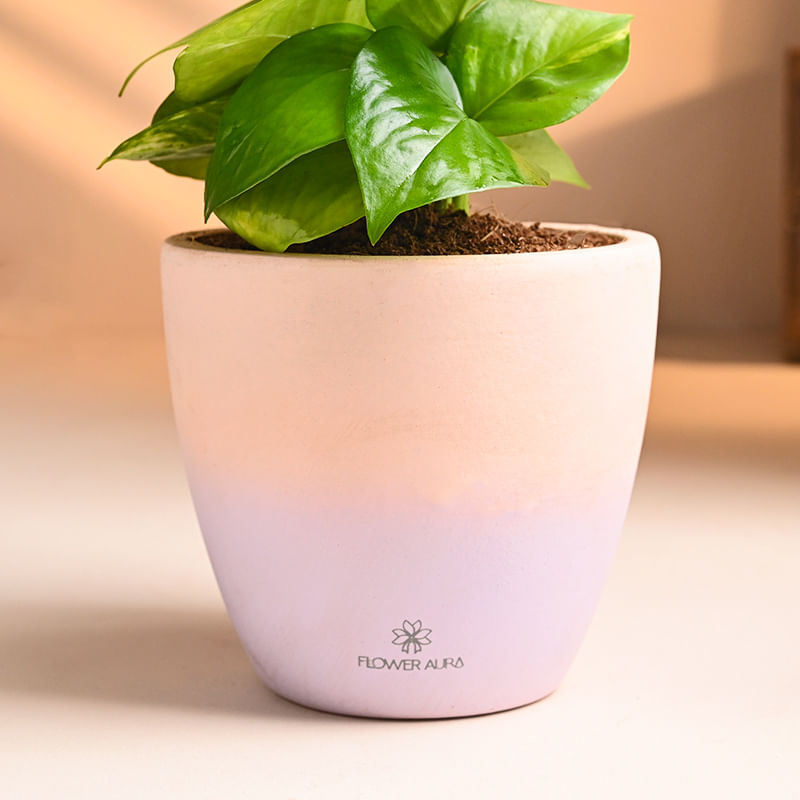 Buy Money Plant Ombre Combo Online