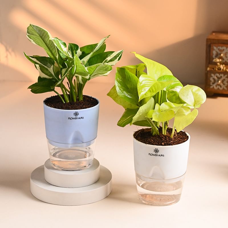 Money and White Pothos Plant