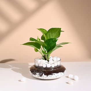 Buy Lucky Money Plant in a Glass Vase online 