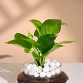 Order Lucky Money Plant in a Glass Vase online