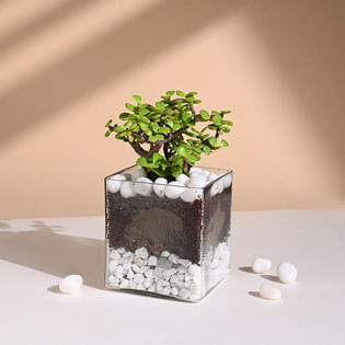 Jade Plant In Square Terrarium