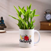 Lucky Bamboo Plant Gift For Teachers