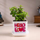 Jade Plant In Hello Love Pot