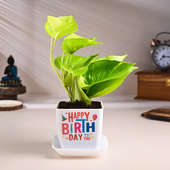 Money Plant In Happy Birthday Pot