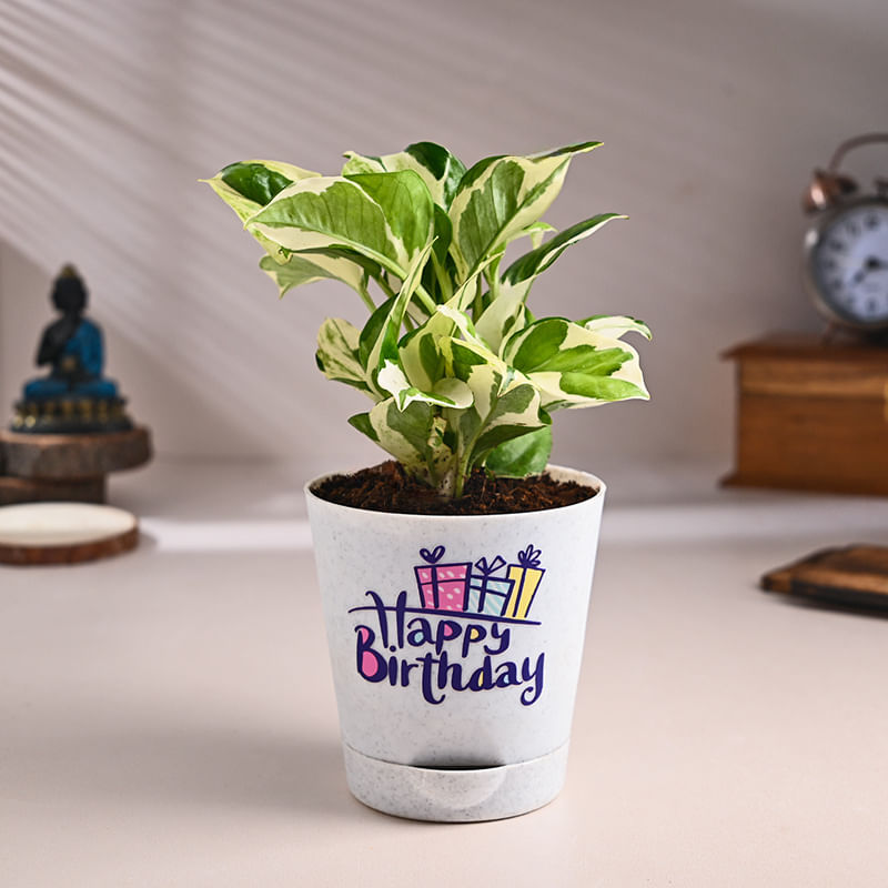 White Pothos In Happy Birthday Pot